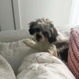Live at the 450 Dog laying on a couch